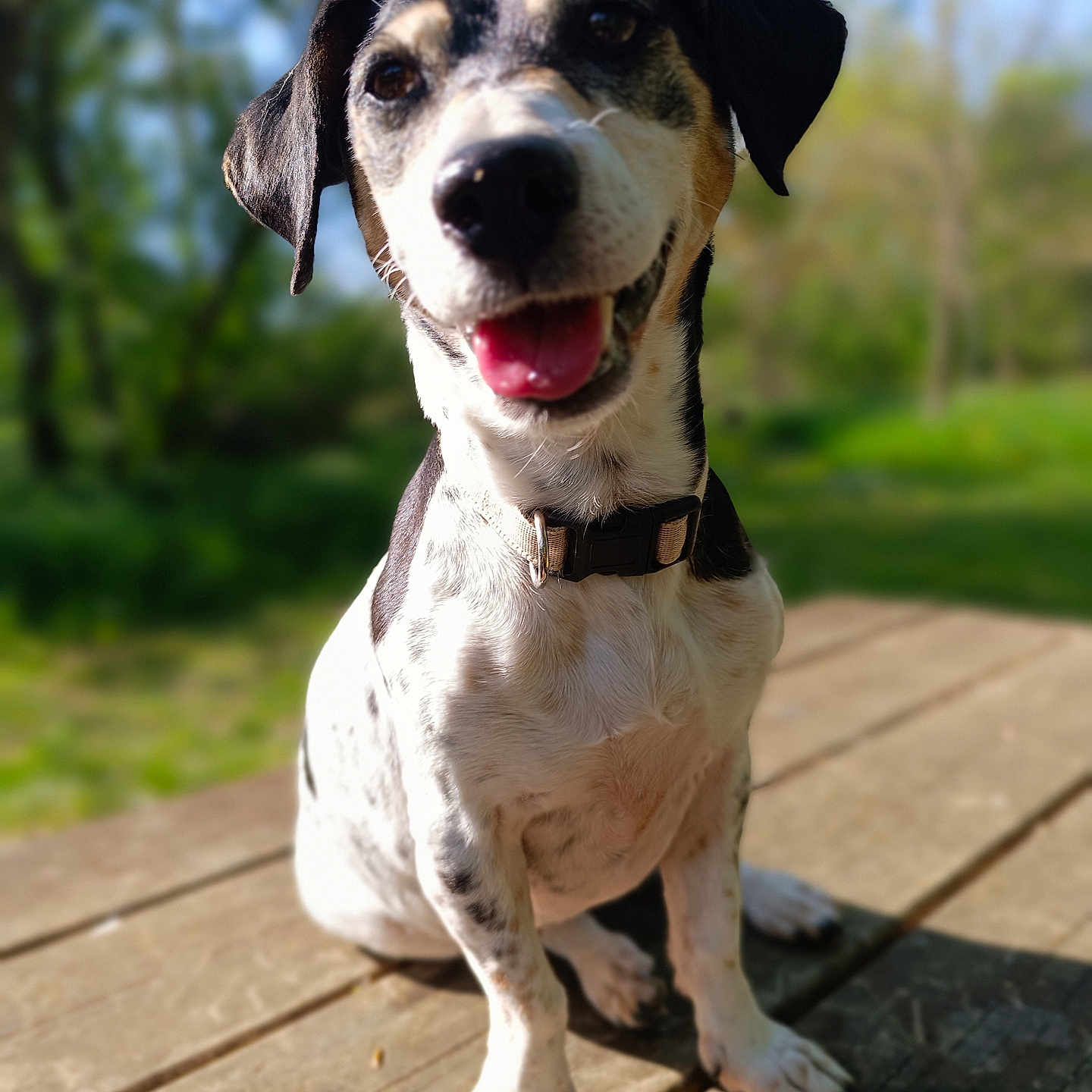 Whaxy a rejoint le concours — aidez-le/la à gagner de superbes lots ! animal, black_and_white, blurred_background, canine, closeup, collar, dog, ears, fur, greenery, happy, nature, outdoor, pet, portrait, sitting, sunlight, tan, tongue_out, wooden_deck