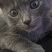 Aiko a rejoint le concours — aidez-le/la à gagner de superbes lots ! adorable, animal, cat, close_up, curious, cute, domestic, ears, face, feline, fur, gray_fur, indoor, kitten, mammal, paw, pet, soft, whiskers, young