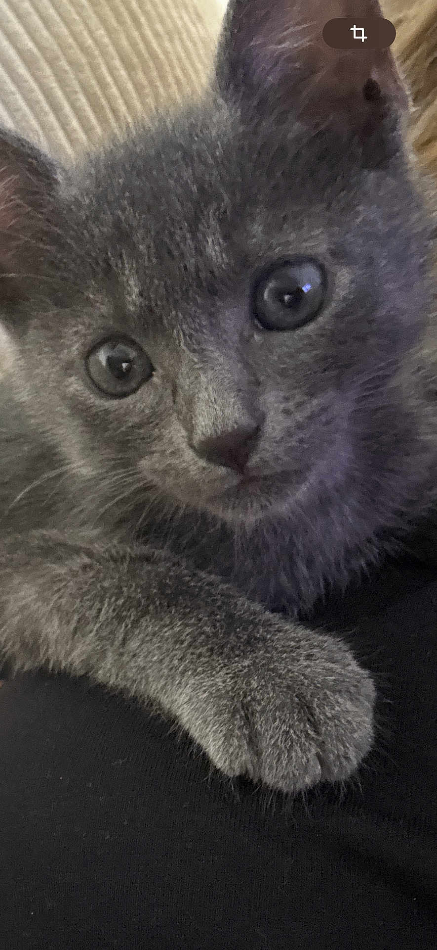 Aiko