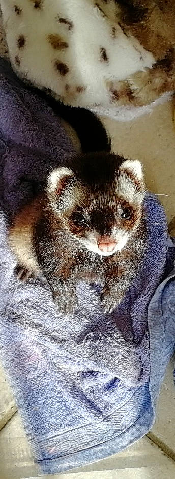 Oya participe au concours pour gagner de l'argent avec cette photo : black_footed_ferret, carnivore, ear, fawn, ferret, fur, mammal, marten, mink, mustelidae, mustelinae, polecat, snout, vertebrate, viverridae, weasel, whiskers, wildlife