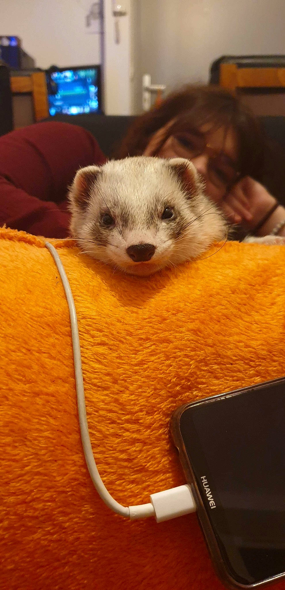 Pixel a rejoint le concours — aidez-le/la à gagner de superbes lots ! carnivore, ferret, fur, mammal, mustelidae, polecat, snout, vertebrate, whiskers