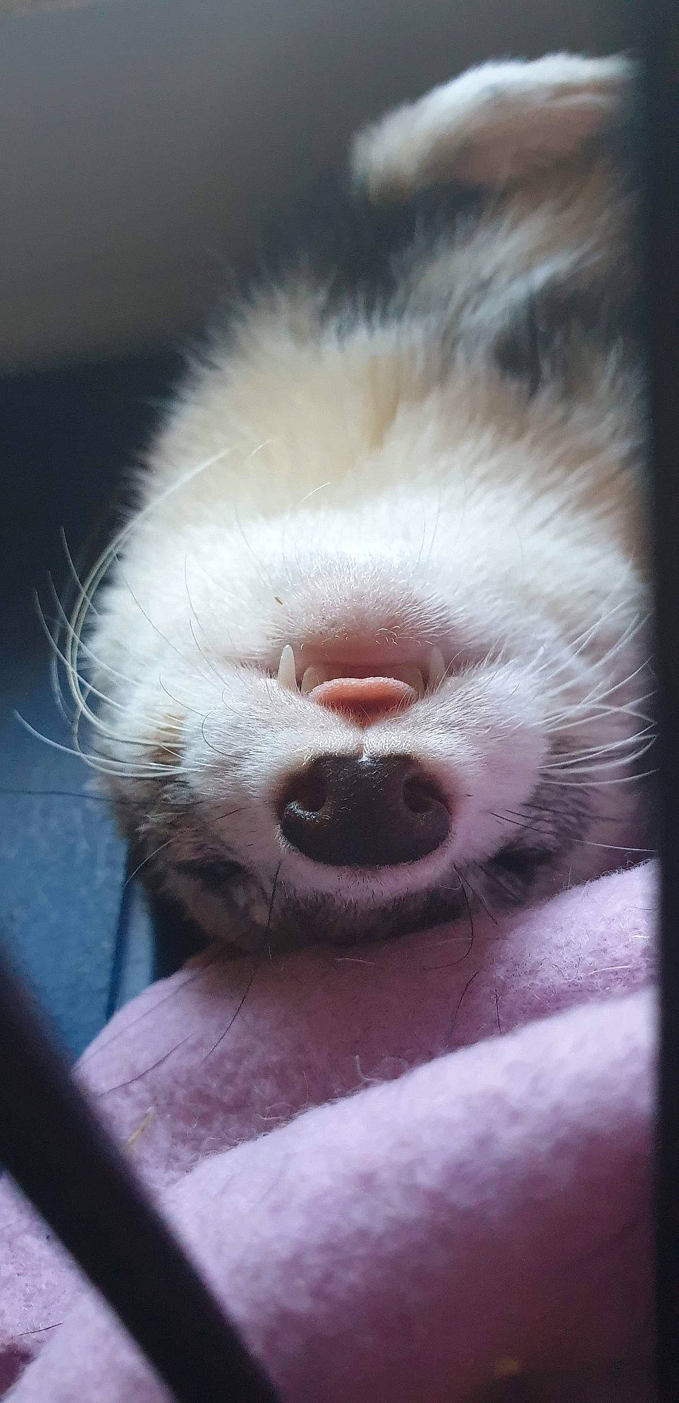 Pixel participe au concours pour gagner de l'argent avec cette photo : canidae, carnivore, ferret, jaw, mouth, mustelidae, nose, paw, polecat, snout, whiskers