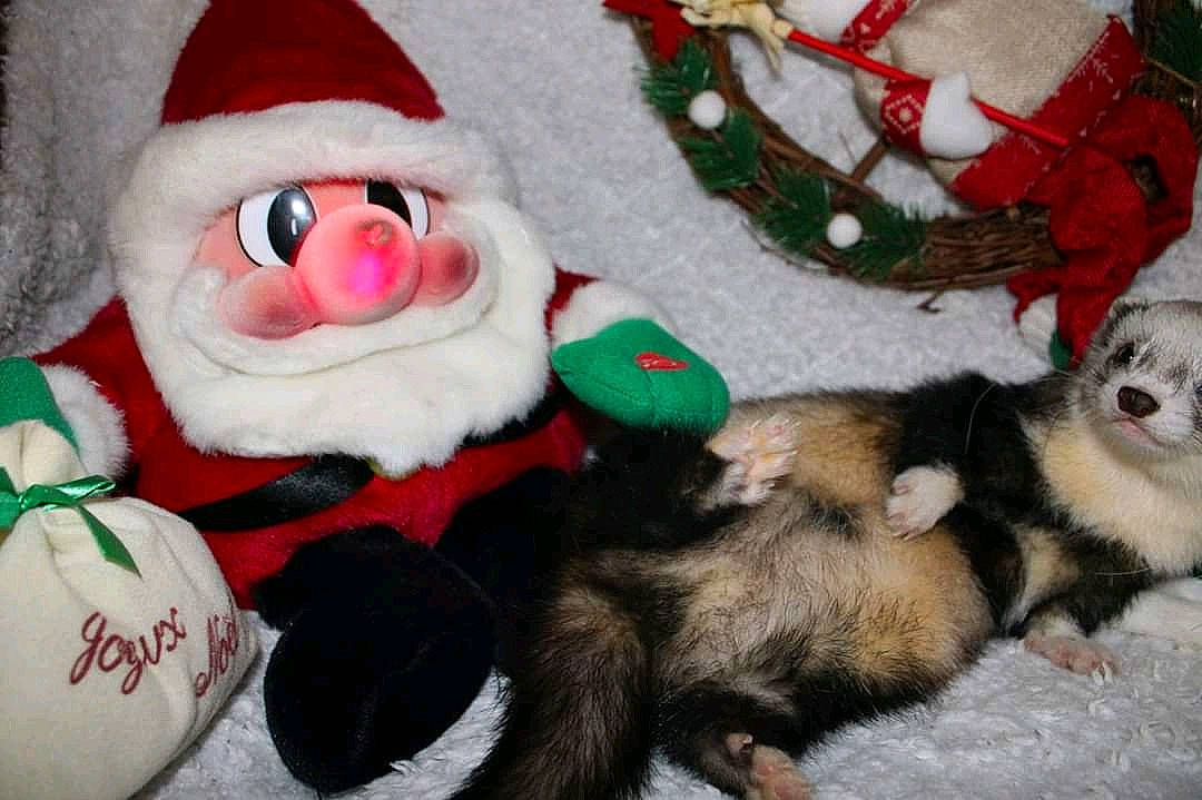 Pixel a rejoint le concours — aidez-le/la à gagner de superbes lots ! canidae, carnivore, christmas, christmas_eve, ferret, fictional_character, fur, holiday, santa_claus