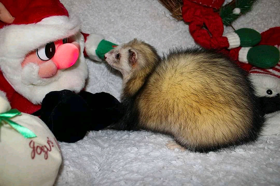 Pixel participe au concours pour gagner de l'argent avec cette photo : carnivore, christmas, ferret, fictional_character, fur, mustelidae, mustelinae, polecat, santa_claus, whiskers
