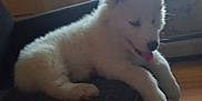 Snow is registered to the contest to win money with this photo: dog, puppy, white_fur, tongue_out, sofa, indoor, window_blind, wooden_floor, pet, cute, fluffy, resting, animal, canine, cozy, house, furniture, light, shadow, relaxed