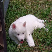 Snow is registered to the contest to win money with this photo: puppy, dog, white_fur, grass, outdoor, pet, young_animal, cute, playful, tongue_out, animal, nature, fur, small, resting, greenery, summer, canine, domestic_animal, chair_leg