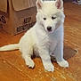 Snow joined the competition — help win amazing prizes! puppy, dog, white_fur, sitting, wooden_floor, cardboard_box, indoor, pet, cute, young_dog, animal, furry, small_dog, floor, box, domestic_animal, canine, pet_indoor, curious, calm