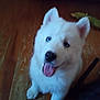 Snow joined the competition — help win amazing prizes! puppy, dog, white, fluffy, blue_eyes, tongue_out, ears, wooden_floor, happy, pet, animal, cute, indoor, young_dog, smiling, fur, playful, companion, domestic_animal, looking_up