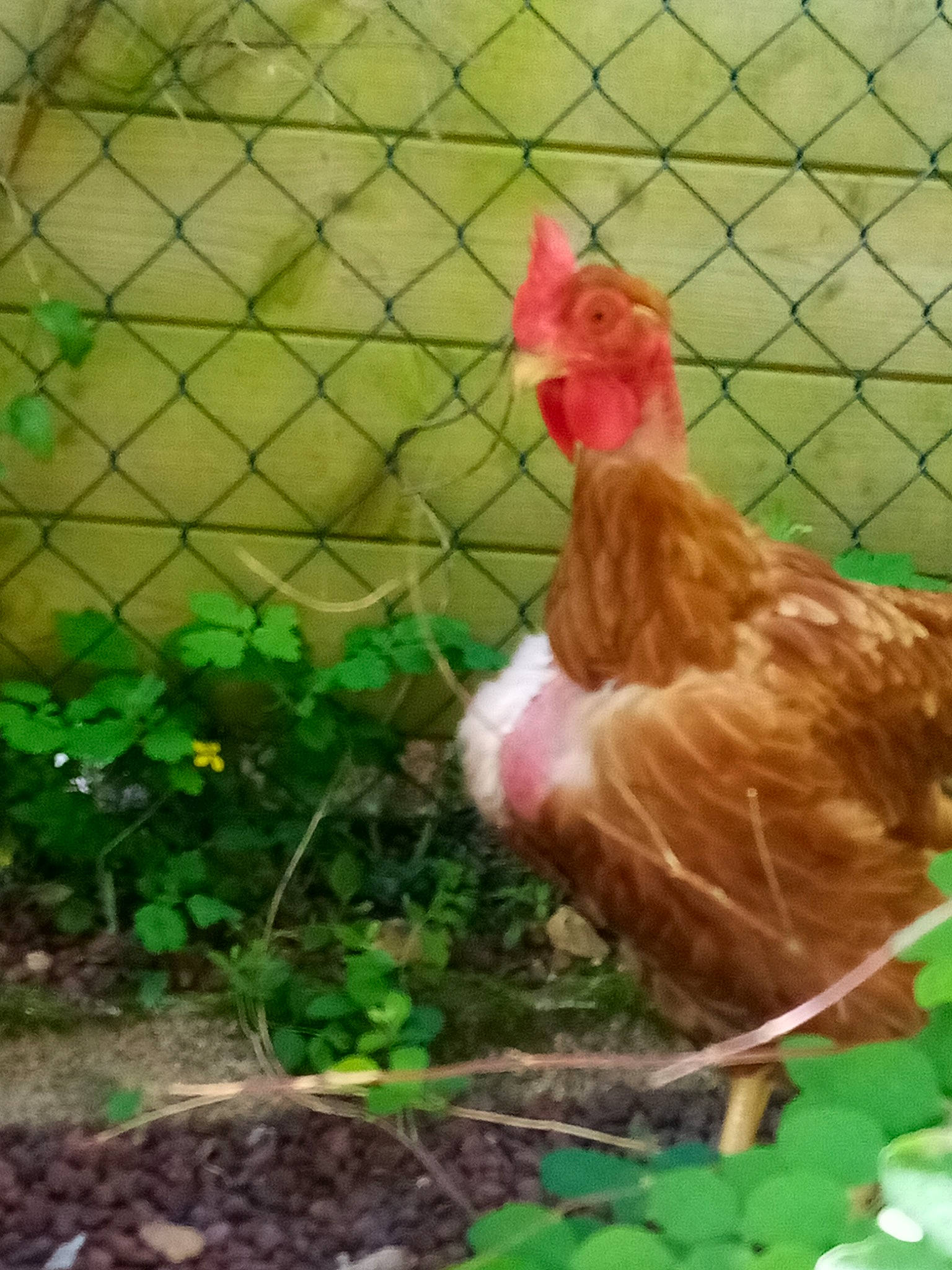 Pierre participe au concours pour gagner de l'argent avec cette photo : adaptation, beak, bird, chain_link_fencing, chicken, chicken_feet, comb, fence, fowl, galliformes, grass, livestock, organism, phasianidae, plant, poultry, rooster, wire_fencing