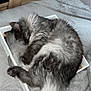 cat, sleeping, gray_cat, fluffy, tray, bedroom, blanket, remote_control, wood_floor, furniture, cozy, resting, domestic_animal, indoor, pet, cute, relaxing, fur, paw, napping