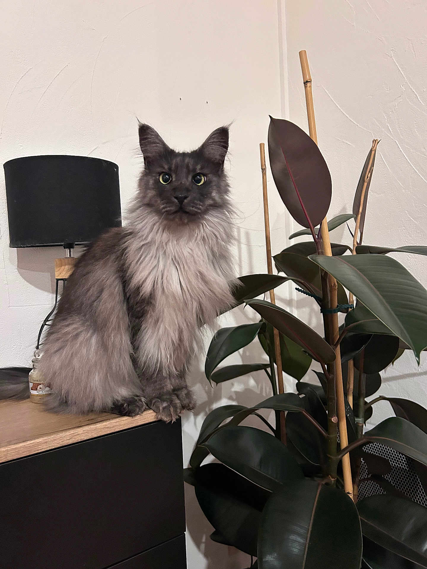 Taz