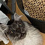 cat, fluffy, gray, white, indoor, wooden_floor, basket, curious, wide_eyes, whiskers, pet, feline, closeup, looking_up, domestic_animal, household, cozy, fur, expression, mouth_open
