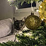 cat, christmas_tree, ornament, golden_ball, lights, couch, window, indoor, holiday, decorations, greenery, festive, curious, fluffy, gray_cat, pet, cozy, night, closeup, soft_lighting