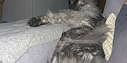 Taz a rejoint le concours — aidez-le/la à gagner de superbes lots ! cat, fluffy, gray, lounging, couch, blanket, cushion, indoor, relaxed, paw, tail, feline, pet, cozy, home, animal, fur, resting, sleepy, domestic