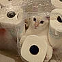 Tyler joined the competition — help win amazing prizes! animal, cat, closeup, curious, cute, domestic_cat, floor, fur, hiding, household, indoor, packaging, paws, pet, plastic_wrap, playful, rolls, toilet_paper, white_cat, wide_eyes