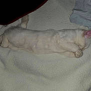 Tyler joined the competition — help win amazing prizes! animal, blanket, cat, cozy, cute, domestic, ears, feline, fur, indoor, mammal, paw, peaceful, pet, quiet, relaxed, resting, sleeping, soft, white_cat