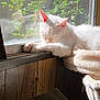 animal, blanket, cat, cozy, daylight, domestic_cat, feline, home, indoor, paw, pet, quiet, relaxing, resting, sleeping, soft, sunlight, white_cat, window, wood_paneling