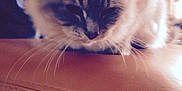 Ity participe au concours pour gagner de l'argent avec cette photo :