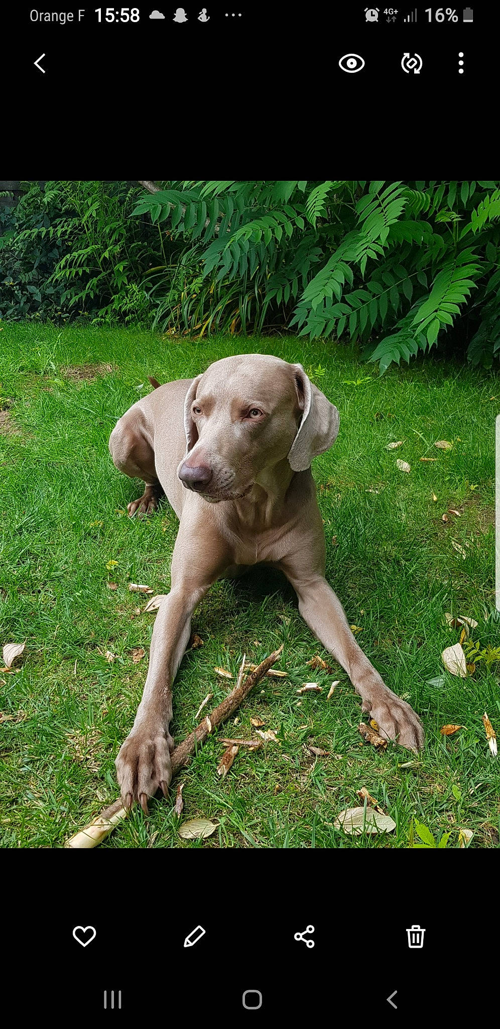 Andrak a rejoint le concours — aidez-le/la à gagner de superbes lots ! carnivore, companion_dog, dog, dog_breed, fawn, grass, groundcover, gun_dog, hound, liver, people_in_nature, plant, pointing_breed, sporting_group, tail, terrestrial_animal, terrestrial_plant, tree, wood, working_animal