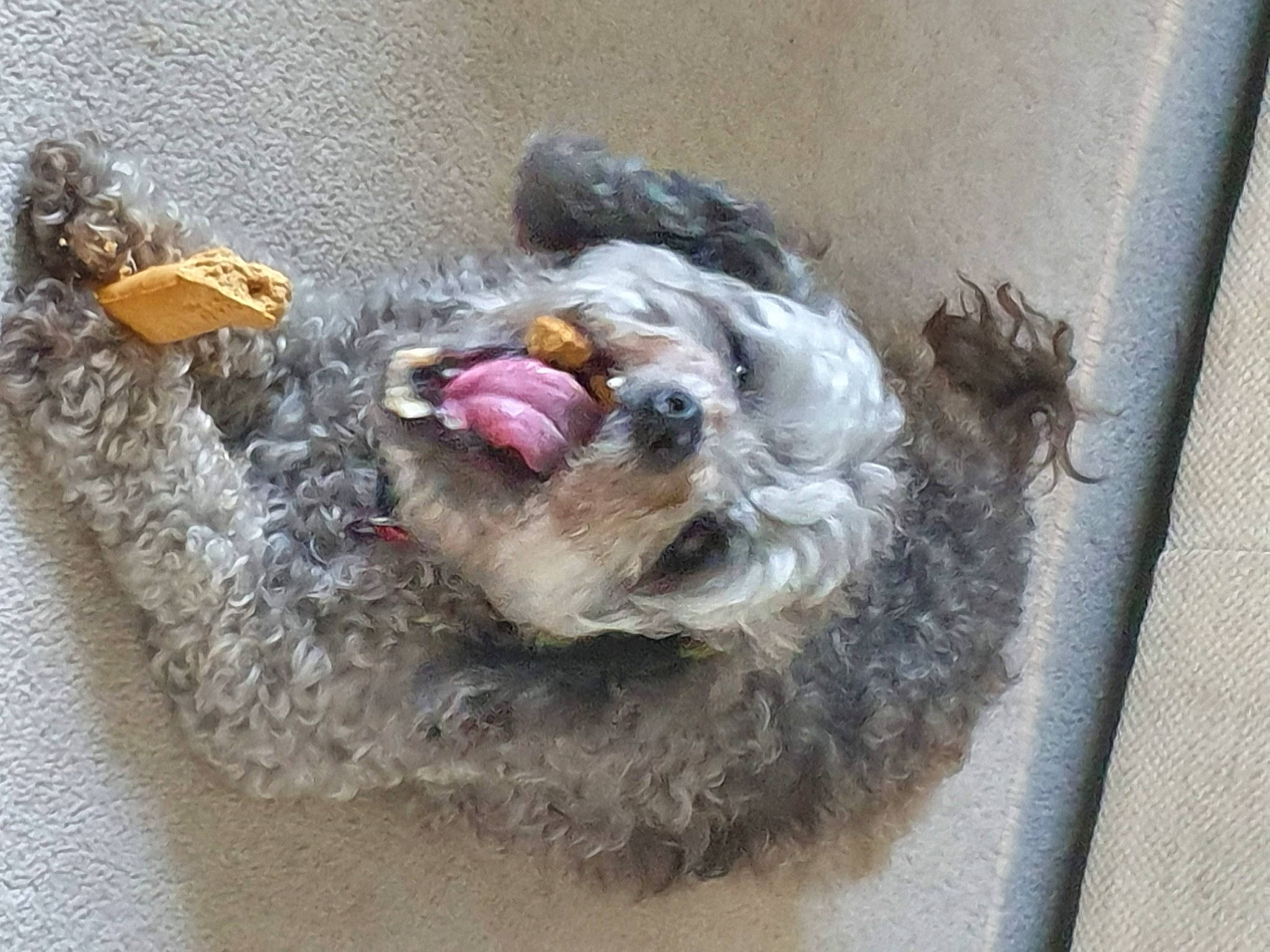 Curly joined the competition — help win amazing prizes! carnivore, collar, companion_dog, dog, dog_breed, dog_collar, dog_supply, fur, pet_supply, poodle, schnauzer, small_terrier, snout, sporting_group, terrier, toy, toy_dog, water_dog, working_animal, yorkipoo