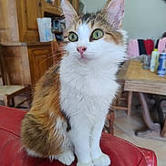 Duchesse participe au concours pour gagner de l'argent avec cette photo : abyssinian, animal, architecture, building, cat, chair, closet, couch, cupboard, furniture, hardwood, indoors, kitten, livingroom, manx, pet, plywood, room, shelf, wood
