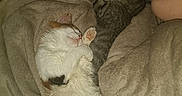 Vaillant Luna participe au concours pour gagner de l'argent avec cette photo : animal, bed, bedroom, blanket, cat, couch, cushion, face, furniture, head, homedecor, indoors, kitten, manx, person, pet, photography, quilt, room, sleeping