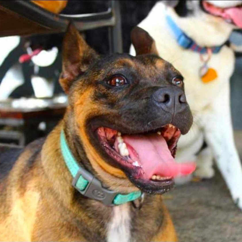 Athena is registered to the contest to win money with this photo: animal, bodypart, bostonbull, boxer, bulldog, canine, dog, frenchbulldog, germanshepherd, hound, mouth, person, pet, photobombing, pitbull, policedog, pug, puppy, snout, teeth