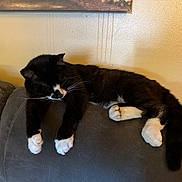 Thunderbolt is registered to the contest to win money with this photo: animal, architecture, armchair, blackcat, building, cat, chair, couch, cushion, furniture, hardwood, homedecor, indoors, interiordesign, kitten, livingroom, manx, pet, room, shelf
