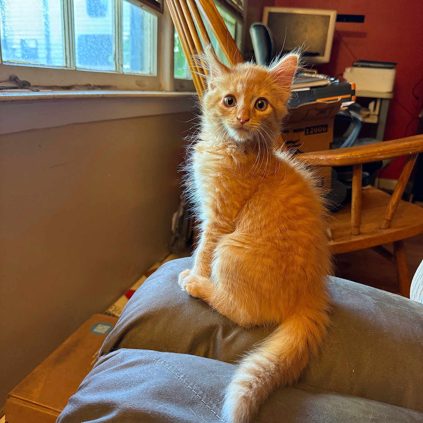 Simba is registered to the contest to win money with this photo: animal, architecture, building, cat, computer, computerhardware, couch, electronics, furniture, hardware, indoors, kitten, laptop, livingroom, monitor, pc, pet, plywood, screen, wood