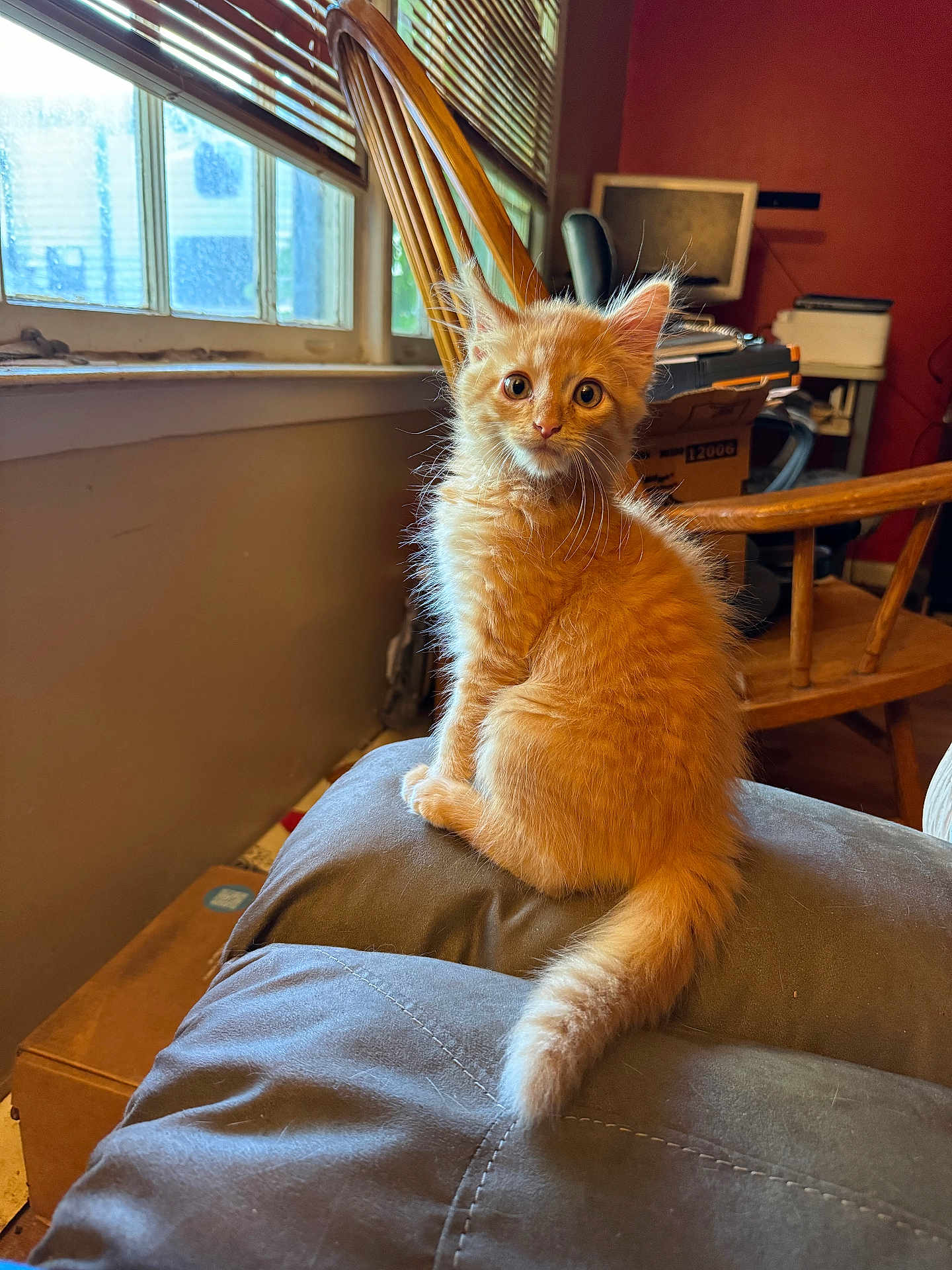 Simba is registered to the contest to win money with this photo: animal, architecture, building, cat, computer, computerhardware, couch, electronics, furniture, hardware, indoors, kitten, laptop, livingroom, monitor, pc, pet, plywood, screen, wood
