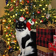Mercie joined the competition — help win amazing prizes! black_and_white, bokeh, cat, christmas_lights, christmas_tree, cute, decorations, festive, gift, holiday, indoors, living_room, ornament, paws, present, sitting, sofa, stocking, tuxedo_cat, wrapped_gift