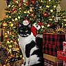 black_and_white, bokeh, cat, christmas_lights, christmas_tree, cute, decorations, festive, gift, holiday, indoors, living_room, ornament, paws, present, sitting, sofa, stocking, tuxedo_cat, wrapped_gift