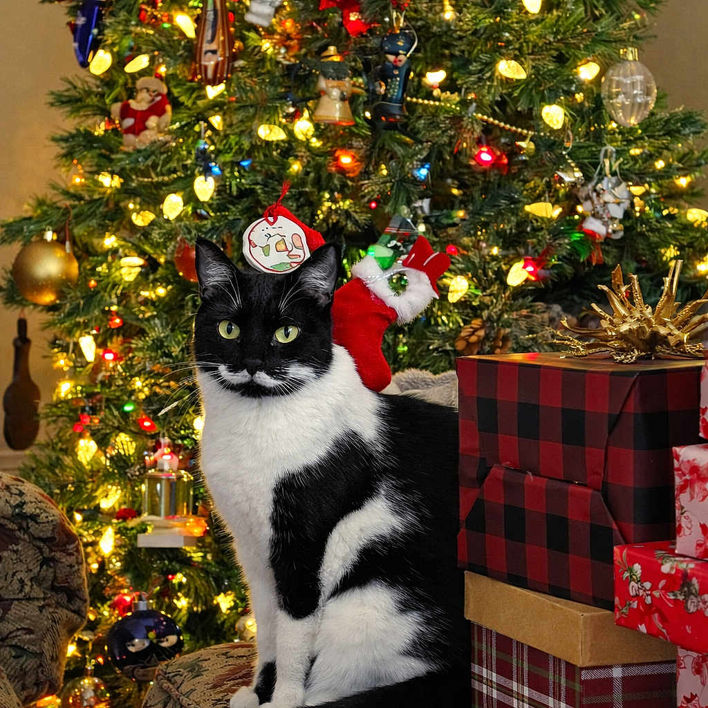 Mercie joined the competition — help win amazing prizes! black_and_white, bokeh, cat, christmas_lights, christmas_tree, cute, decorations, festive, gift, holiday, indoors, living_room, ornament, paws, present, sitting, sofa, stocking, tuxedo_cat, wrapped_gift