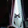 cat, curtain, window, blinds, hand, indoor, blue_eyes, pet, feline, fluffy, light, shadow, cozy, curious, domestic_animal, white_fur, brown_patches, sitting, home, daylight