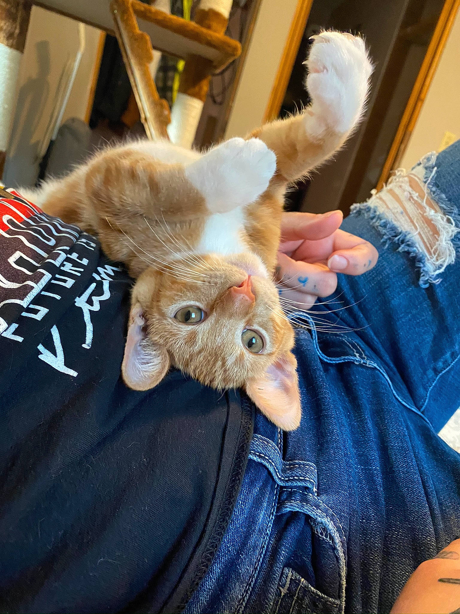 Hashbrown is registered to the contest to win money with this photo: denim, domestic_rabbit, ear, fawn, fur, hare, jeans, rabbit, rabbits_and_hares, textile, whiskers