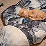 Shredder is registered to the contest to win money with this photo: animal, animal_print, brown_fur, carpet, cozy, cute, dog, floor, home, indoor, pet, pillow, puppy, relaxing, resting, sleeping, small_dog, stuffed_toy, toy, wolf_image