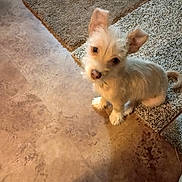Shredder joined the competition — help win amazing prizes! animal, beige, brown, carpet, companion, cozy, curious, cute, dog, ears, floor, fluffy, fur, home, indoor, looking_up, pet, sitting, small_dog, texture