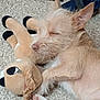 animal, carpet, cozy, cute, dog, ear, fur, giraffe_toy, indoor, paw, pet, plush_toy, relaxed, resting, sleeping, small_dog, snout, soft, stuffed_animal, toy
