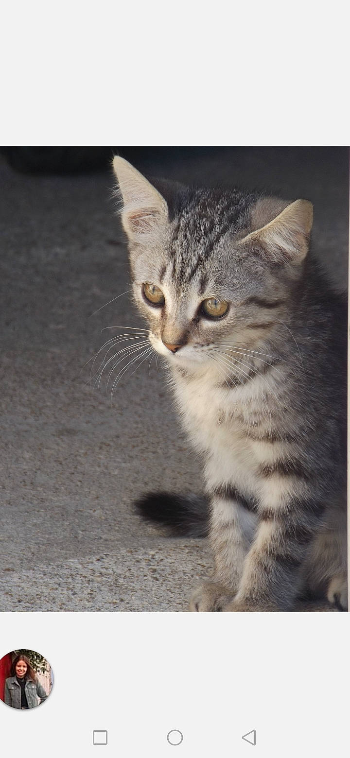 Olly participe au concours pour gagner de l'argent avec cette photo : aegean_cat, american_shorthair, american_wirehair, asian, carnivore, cat, domestic_short_haired_cat, dragon_li, egyptian_mau, european_shorthair, felidae, kitten, mammal, paw, photo_caption, polydactyl_cat, small_to_medium_sized_cats, snout, tabby_cat, whiskers
