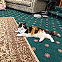 Kizzy joined the competition — help win amazing prizes! cat, calico_cat, carpet, rug, sofa, living_room, stairs, pet_accessories, fluffy, indoor, furniture, patterned, relaxed, domestic_animal, home, cozy, resting, animal, cute, fur