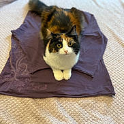 Kizzy is registered to the contest to win money with this photo: cat, calico, pet, animal, fur, whiskers, eyes, shirt, fabric, blanket, indoor, cute, domestic, feline, resting, looking, front_view, paws, soft, texture