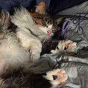 Baby is registered to the contest to win money with this photo: cat, sleeping, fluffy, paw_pads, pink, fur, cozy, blanket, resting, cute, pet, animal, domestic, tabby, white, relaxed, indoor, soft, closeup, nap