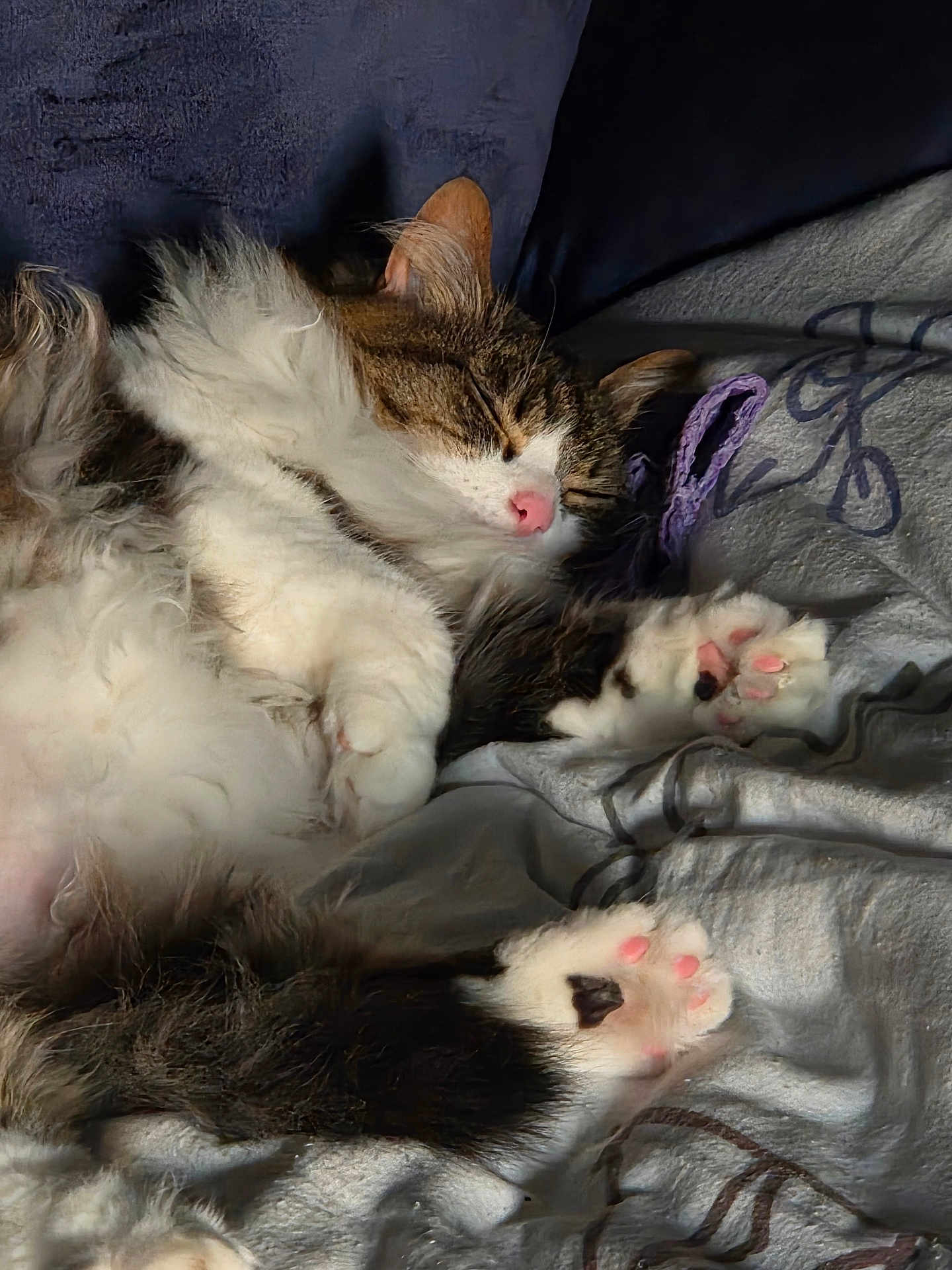 Baby is registered to the contest to win money with this photo: cat, sleeping, fluffy, paw_pads, pink, fur, cozy, blanket, resting, cute, pet, animal, domestic, tabby, white, relaxed, indoor, soft, closeup, nap