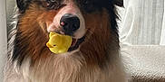 Vivaldi a rejoint le concours — aidez-le/la à gagner de superbes lots ! animal, australian_shepherd, curtains, cute, dog, domestic_animal, ears, fluffy, fur, indoor, light, mammal, mouth, nose, pet, playful, rubber_duck, sitting, toy, window