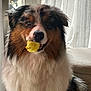 animal, australian_shepherd, curtains, cute, dog, domestic_animal, ears, fluffy, fur, indoor, light, mammal, mouth, nose, pet, playful, rubber_duck, sitting, toy, window
