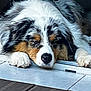Vivaldi a rejoint le concours — aidez-le/la à gagner de superbes lots ! animal, calm, canine, closeup, cozy, cute, dog, floor, fur, indoors, napping, paw, pet, portrait, relaxing, resting, sleeping, tile, tricolor, wooden_floor
