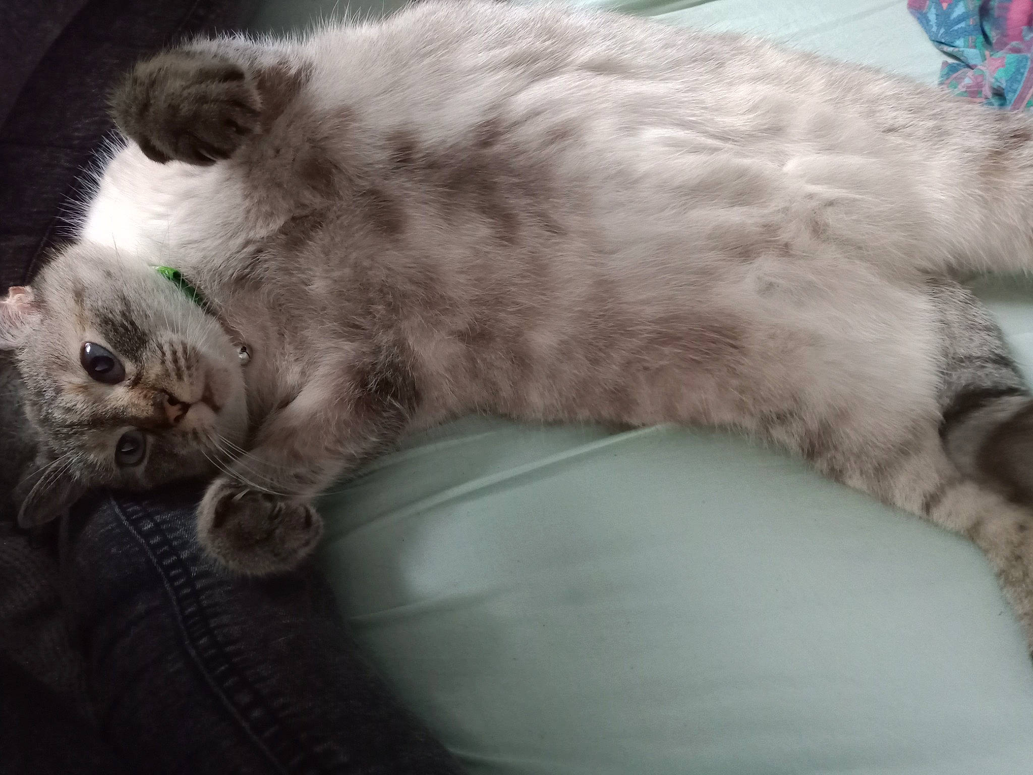 Précieuse a rejoint le concours — aidez-le/la à gagner de superbes lots ! carnivore, cat, claw, comfort, domestic_short_haired_cat, felidae, fur, grey, lap, paw, small_to_medium_sized_cats, snout, tail, whiskers