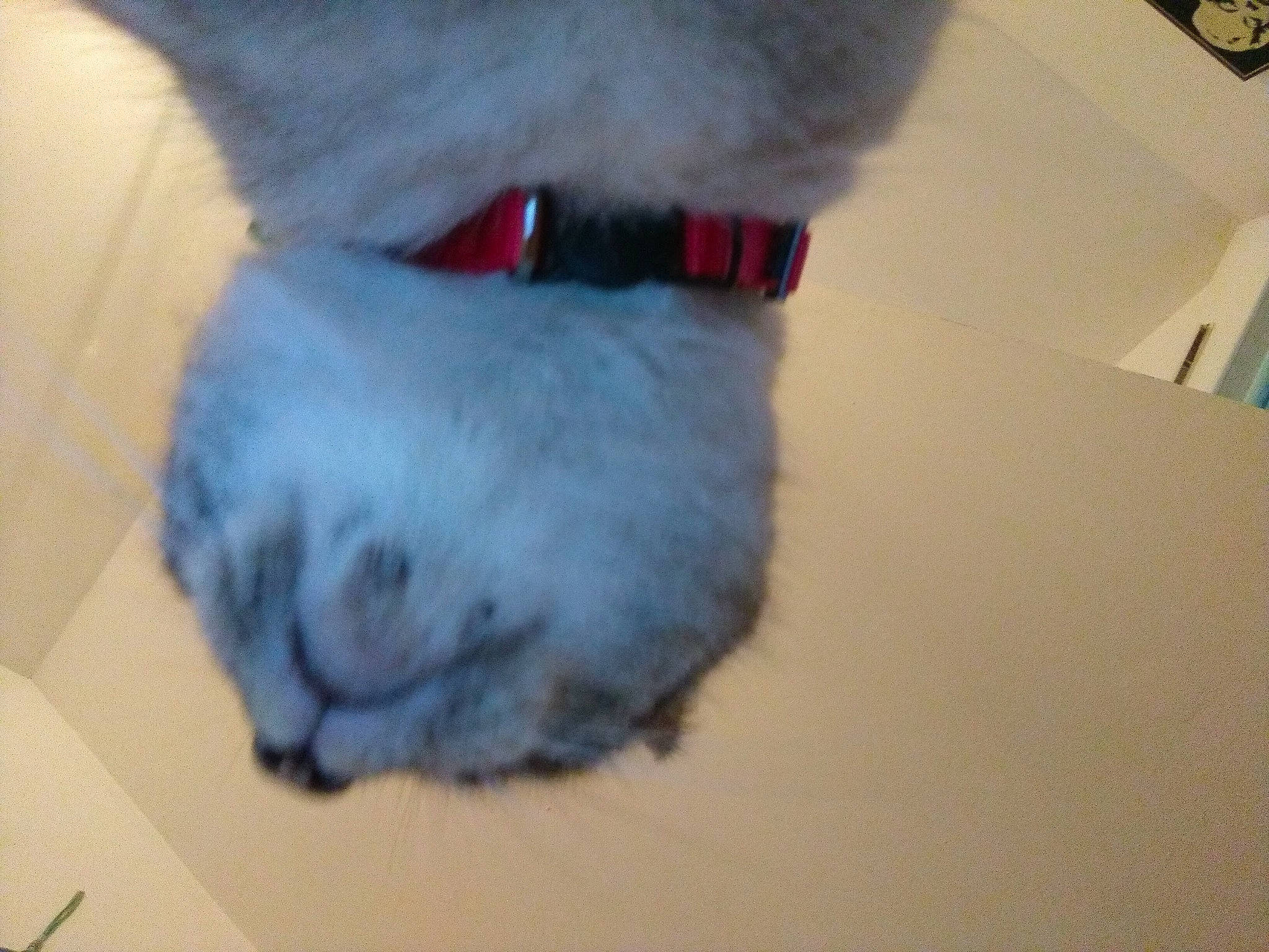 Précieuse a rejoint le concours — aidez-le/la à gagner de superbes lots ! canidae, carmine, carnivore, collar, companion_dog, dog_breed, domestic_short_haired_cat, electric_blue, fang, fawn, felidae, foot, fur, paw, small_to_medium_sized_cats, snout, sporting_group, stuffed_toy, tail, whiskers