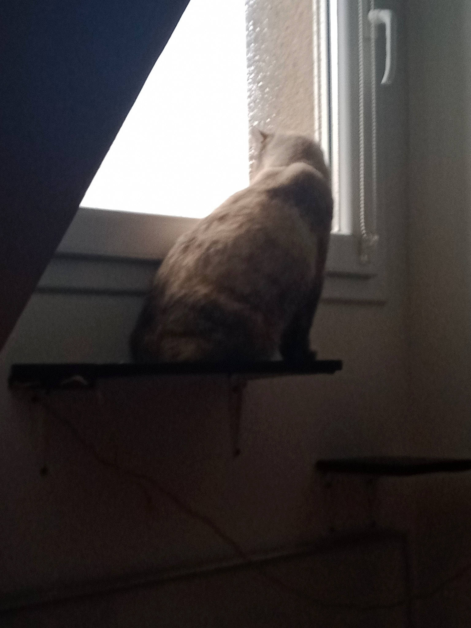 Précieuse participe au concours pour gagner de l'argent avec cette photo : carnivore, cat, ceiling, felidae, flooring, fur, hardwood, room, sash_window, shadow, small_to_medium_sized_cats, snout, sporting_group, tail, tints_and_shades, whiskers, window, window_covering, window_treatment, wood