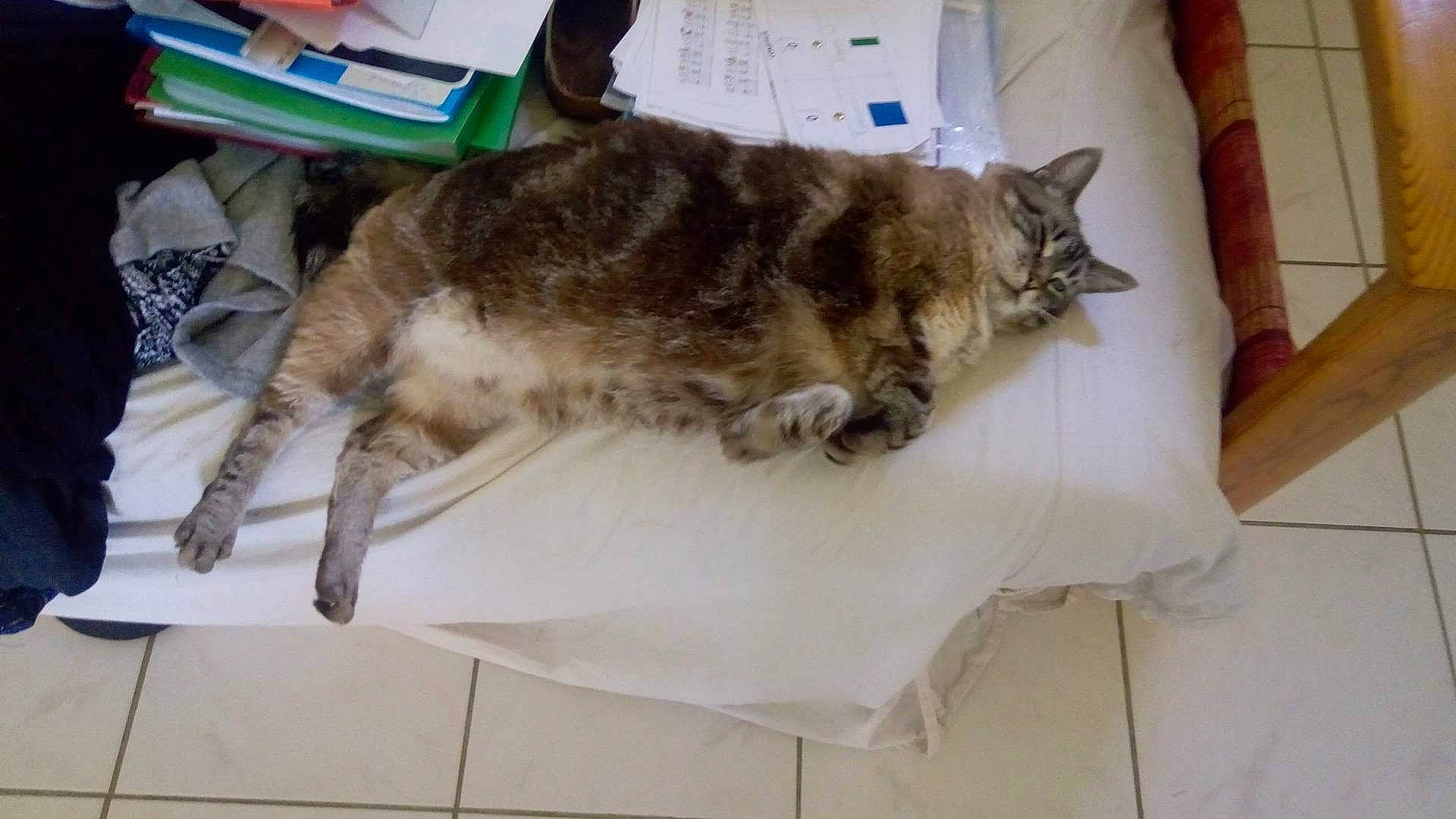 Xena a rejoint le concours — aidez-le/la à gagner de superbes lots ! canidae, carnivore, cat, claw, comfort, domestic_short_haired_cat, felidae, flooring, fur, nap, paw, sleep, small_to_medium_sized_cats, sporting_group, tail, whiskers